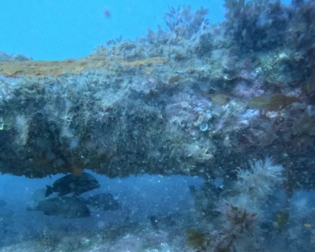 Fish sheltering under a rock ledge