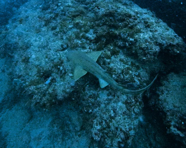 A shark resting on the rocky seafloor