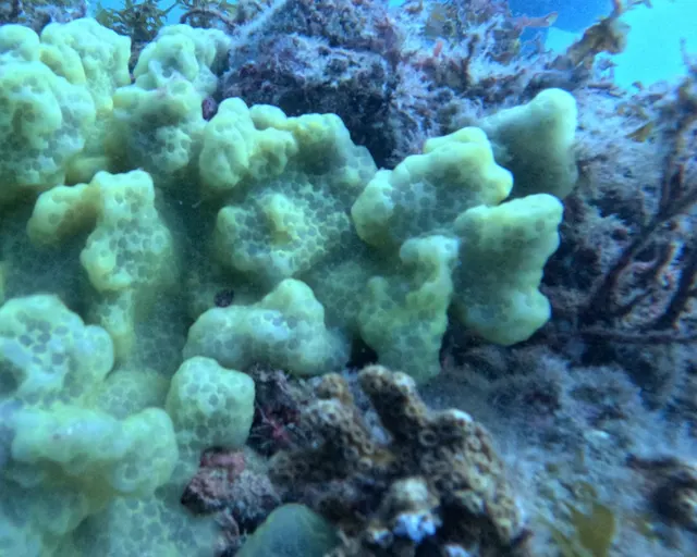Pale yellow sponges and coral on a reef