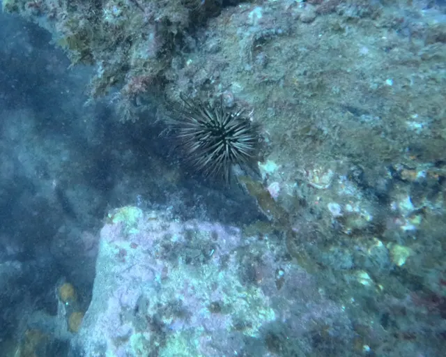A spiny sea urchin on a rocky reef