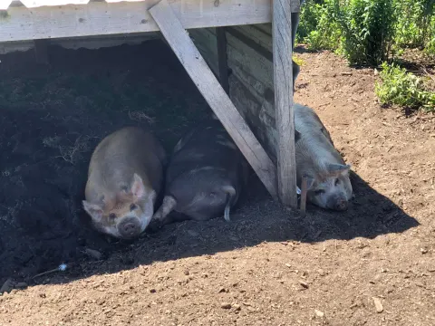 Pigs napping in the shade of a wooden shelter