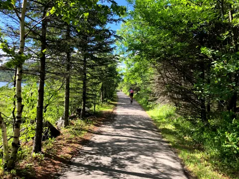 A tree-lined path with a cyclist in the distance